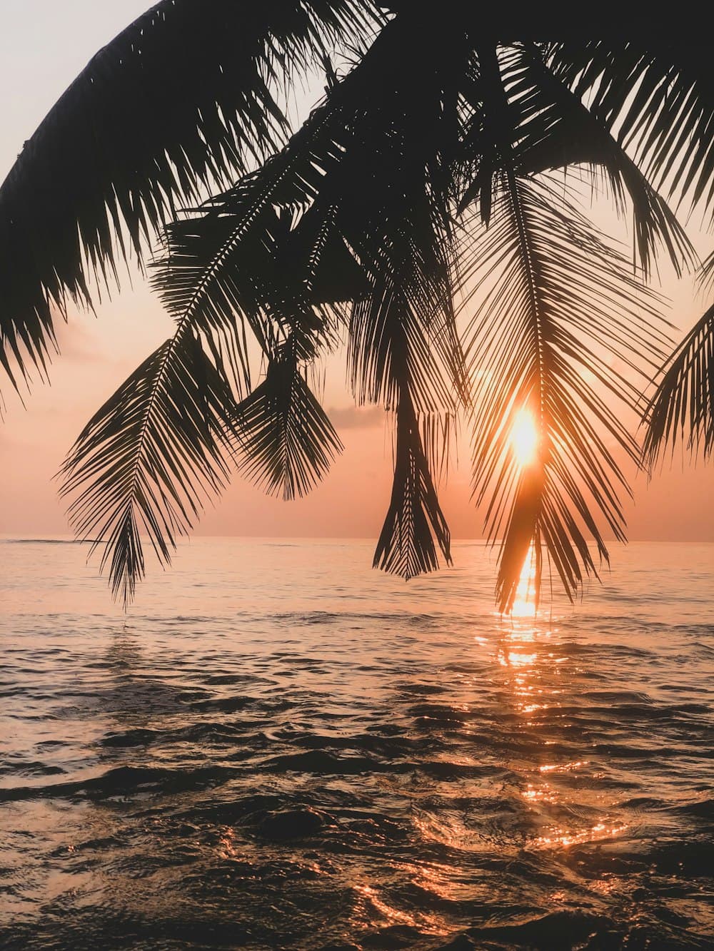Pôr do sol visto entre folhas de coqueiro